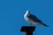 Ring-billed Gull looking to the side from perch on metal post