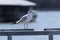 Ring Billed Gull on a metal rail with marina