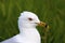 Ring-billed Gull Portrait  802624