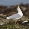 Ring-billed Gull raising its head in a territorial display - Dun