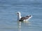 Ring Billed Gull Shorebird in ocean