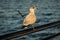 Ring-Billed Gull sitting on the railing close up