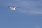 Ring-Billed Gull Soaring through Blue Sky