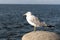Ring-Billed Gull, a species of Seagulls, at the Lake Metropark along Lake Erie Coastline