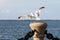 Ring-Billed Gull, a species of Seagulls, at the Lake Metropark along Lake Erie Coastline