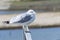 Ring Billed Gull standing on metal rail by lake