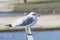 Ring Billed Gull standing metal rail of pier