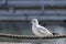 Ring Billed Gull standing next to a rope barrier