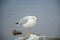 Ring Billed Gull Standing On Rock