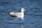 A ring billed gull swimming on a blue lake in winter