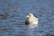 A ring billed gull swimming on a a lake in winter