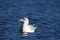 A ring billed gull swimming on the water of blue a lake in winter