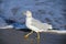 Ring-billed gull walking