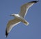 Ring Billed Gull Watching