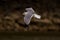 Ring-billed Gull in winter in Illinois over Carlyle Lake