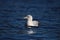 Ring-Billed Gull on a Winter Lake