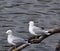 Ring-billed Gulls