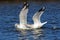 Ring-billed Gulls