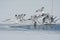 Ring Billed Gulls Lifting Off Thin Lake Ice