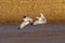 Ring-billed Gulls Playing