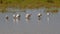 Ring-billed gulls sitting in the marsh Larus delawarensis