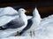 Ring Billed Gulls Standing In Snow