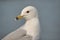 Ring-billed Seagull