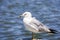 Ring billed seagull Larus delawarensis in the Baylands Park, Palo Alto, California