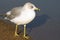 Ring-Billed Seagull standing along sandy shoreline of beach looking out towards water