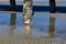 Ring billed seagull wading in tide pools beneath a pier encrusted with oysters and barnacles