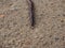 Ring-bodied earthworm moving down a sandy path