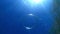 Ring bubble and sun underwater in blue ocean. Water texture.