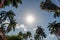 The ring of coconut palm tree tops in Jamaica encircle bright sun