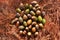 Ring-cupped Oak Seed Quercus glauca seeds