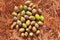 Ring-cupped Oak Seed Quercus glauca seeds