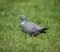 A ring dove walking through the grass