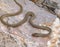 ring headed dwarf snake, Eirenis modestus