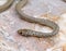 ring headed dwarf snake, Eirenis modestus