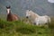 Ring of Kerry ponies