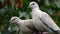 Ring neck or collared doves.