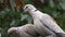 Ring neck or collared doves.