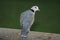 Ring neck Dove on a wooden pole