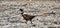 Ring-Neck Pheasant male in color on farm field in springtime