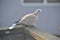 Ring-Necked Cape Half-Collard Turtle Dove