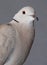 Ring necked Dove.