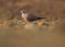 Ring necked dove bird standing on the ground. Cape turtle dove. Dove , pigeon.