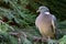 Ring-necked dove on a branch