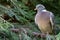 Ring-necked dove on a branch