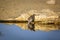 Ring-necked Dove in Kgalagadi transfrontier park, South Africa