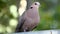 Ring necked dove Streptopelia capicola